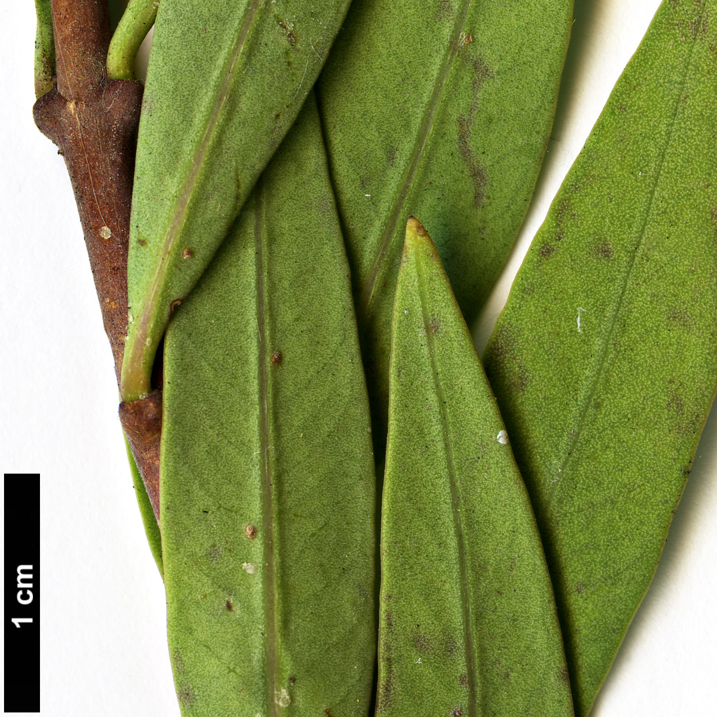High resolution image: Family: Apocynaceae - Genus: Periploca - Taxon: laevigata High resolution image: Family: Apocynaceae - Genus: Periploca - Taxon: laevigata
